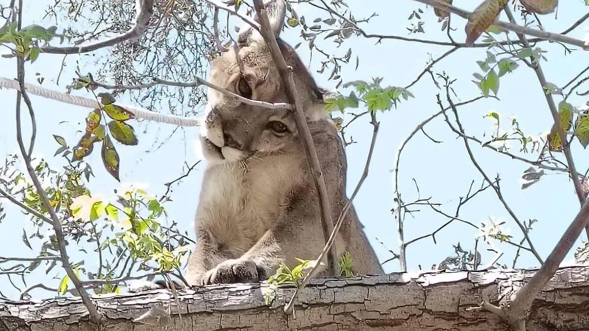 JORGE EL PUMA